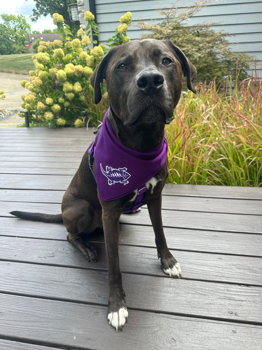 TCU Frog Dog Bandana - Officially Licensed Product
