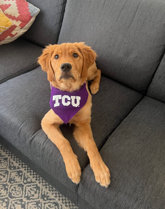 Whidbey wearing a TCU Dog Bandana