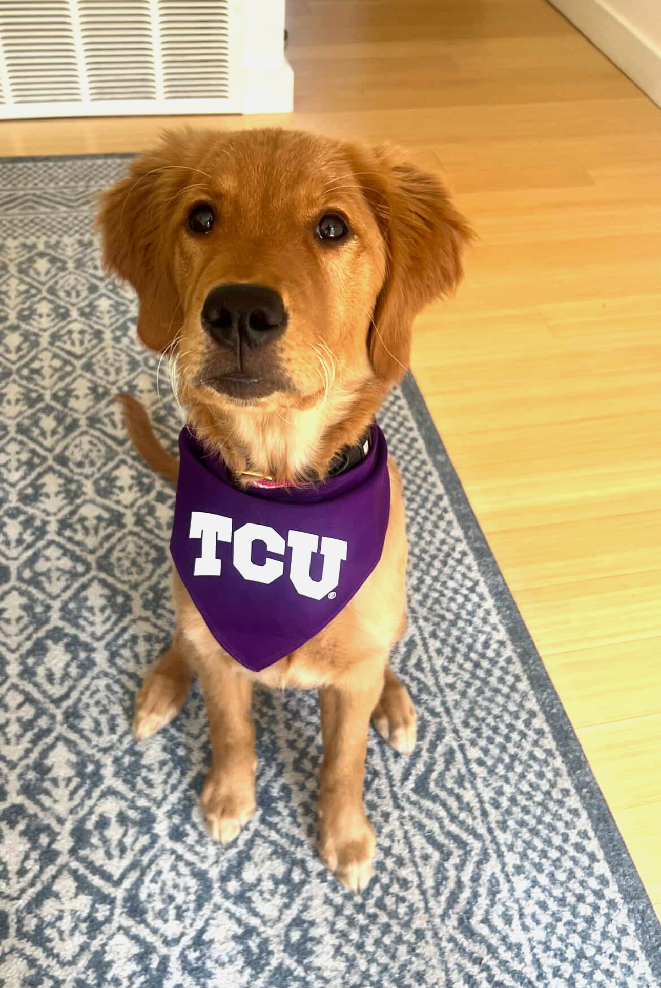 Whidbey wearing a TCU Dog Bandana