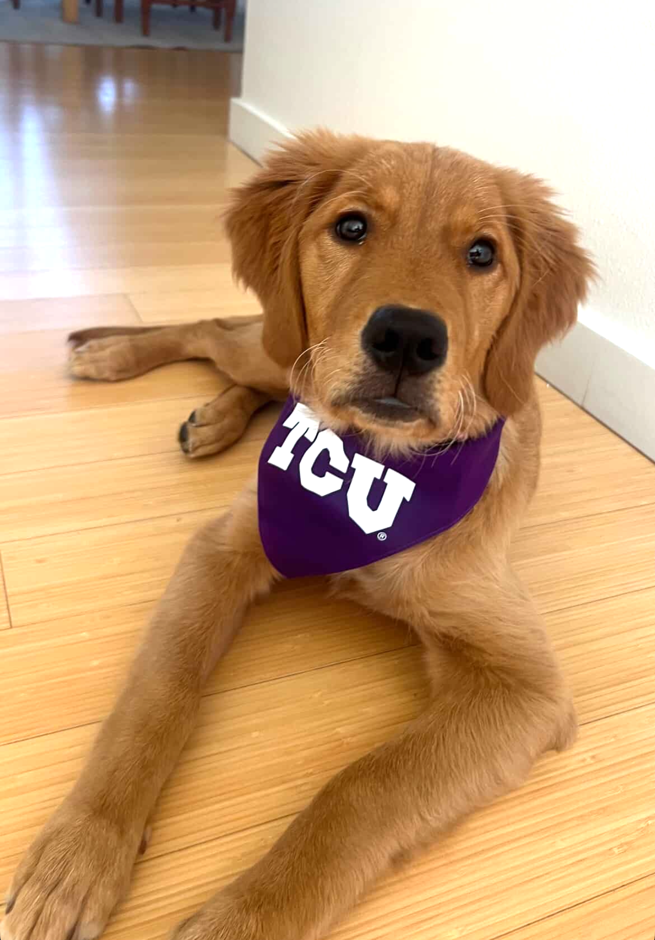 Whidbey wearing a TCU Dog Bandana