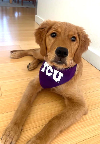 Whidbey wearing a TCU Dog Bandana